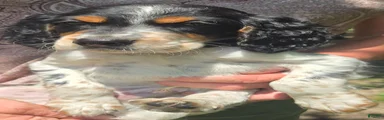 English Setter 2