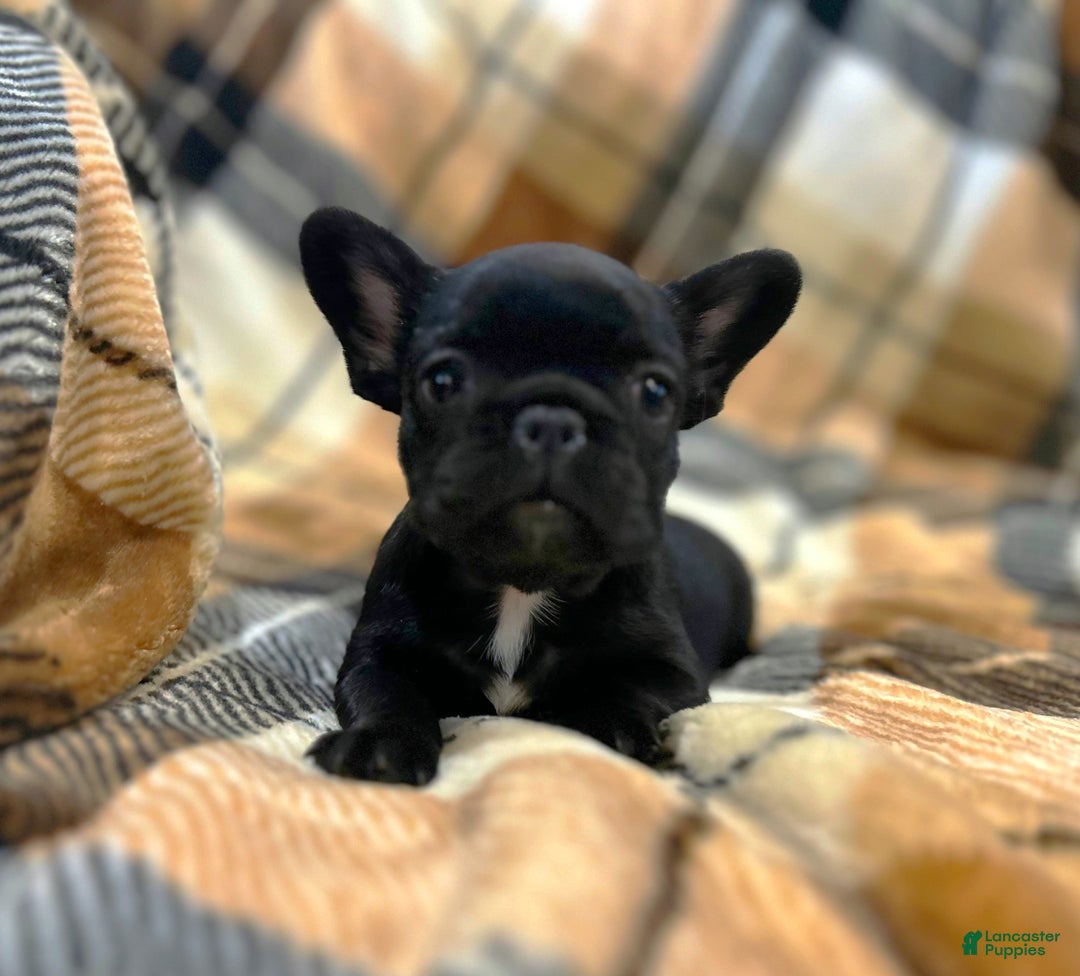 French Bulldog dogs for sale: French Bulldog Puppy 3 - Ad 1