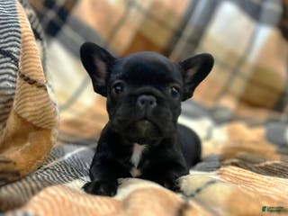 French Bulldog dogs French Bulldog Puppy 3 - Ad 8