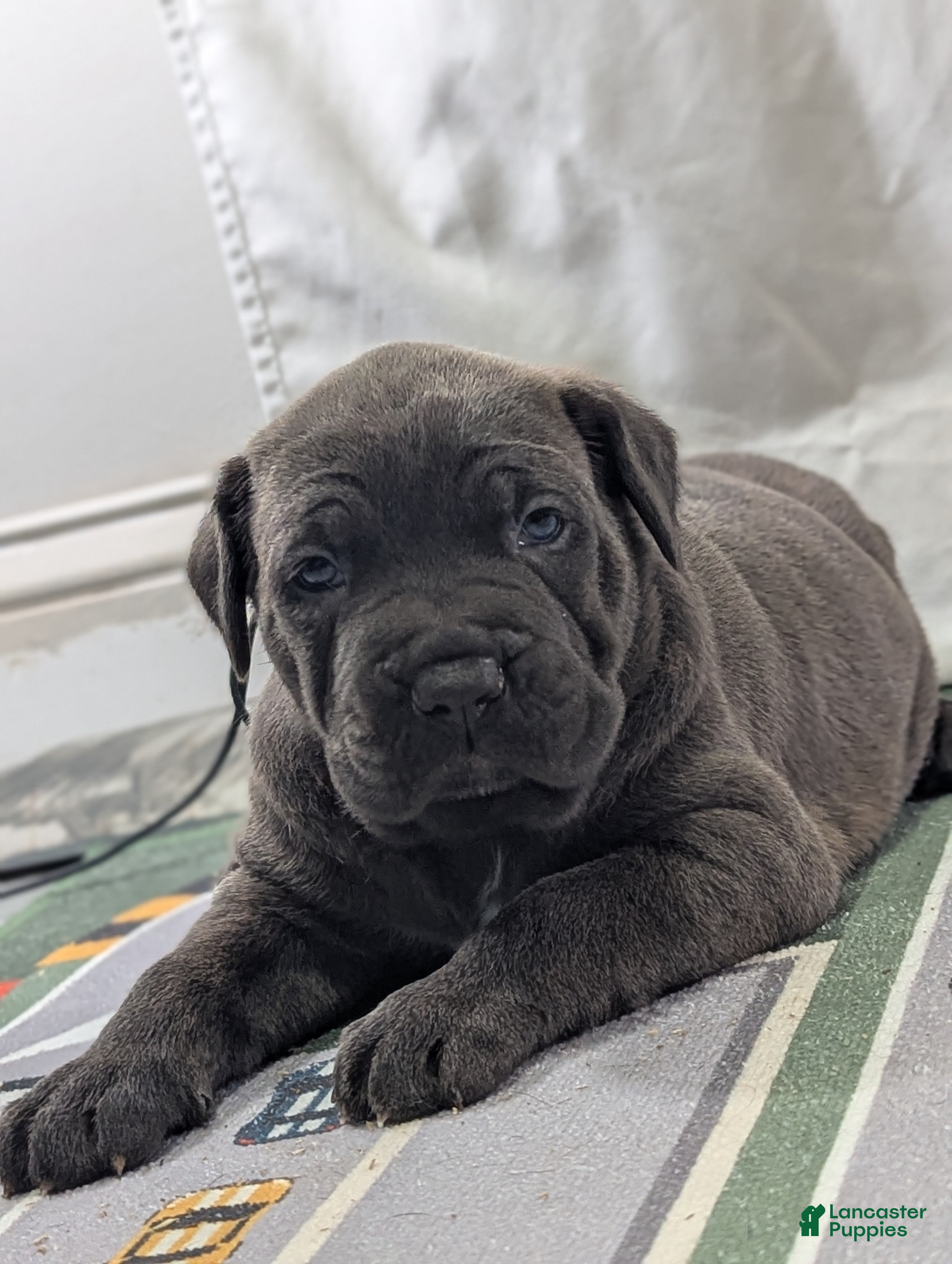 Cane Corso dogs Ceres - Ad 1