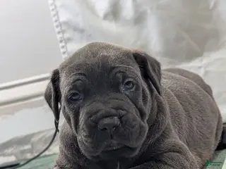 Cane Corso dogs for sale: Ceres - Ad 2