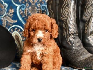 Cavapoo dogs Dolly - Ad 16