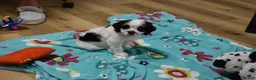 Cavapoo dogs for sale: Buttons - Ad 6