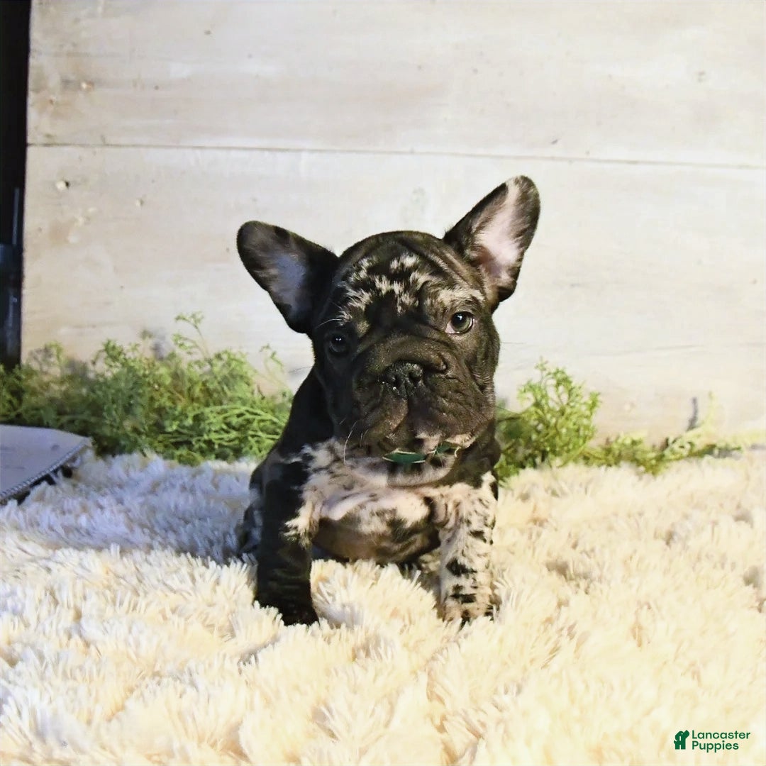 French Bulldog dogs for sale: Panda - Ad 2