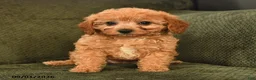 Cavapoo dogs for sale: Inez - Ad 2