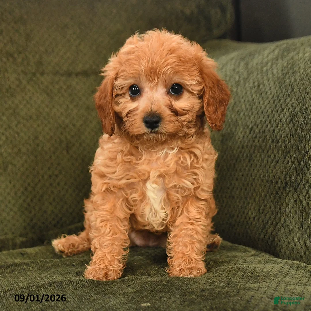 Cavapoo dogs for sale: Inez - Ad 2
