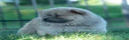 Chow Chow dogs for sale: Bouji - Ad 4
