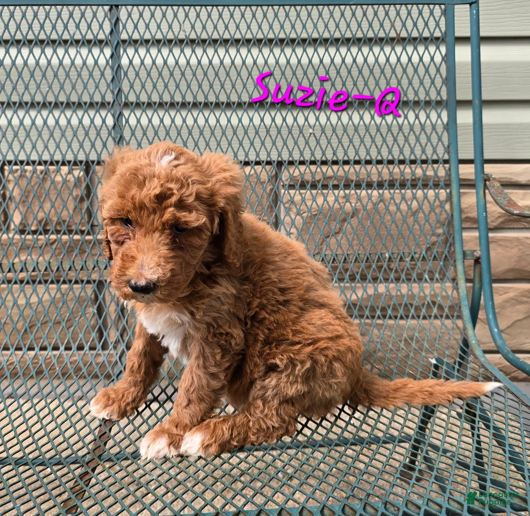 Goldendoodle dogs for sale: Goldendoodle Puppy 10 - Ad 2