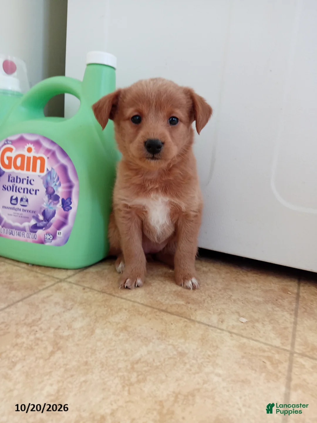Mixed Breed dogs for sale: Mason - Ad 1