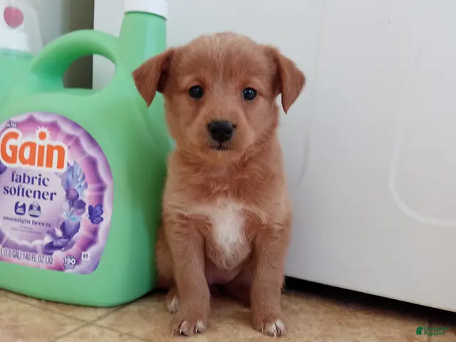 Mixed Breed dogs for sale: Mason - Ad 10