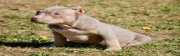 American Bully dogs for sale: Fawn Male 1 - Ad 10
