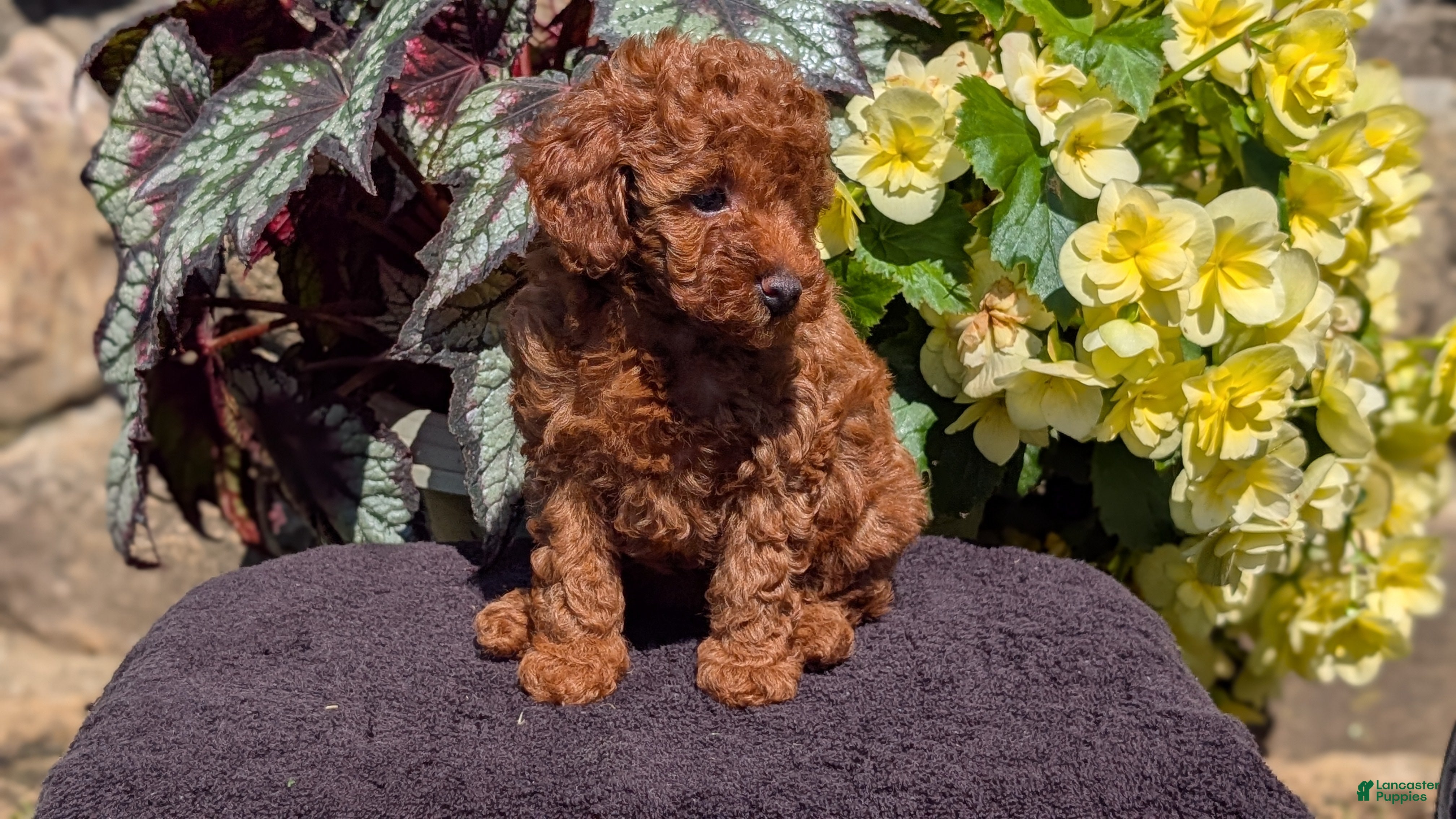 Toy Poodle dogs Bella - Ad 2