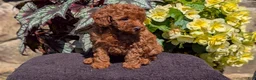 Toy Poodle dogs for sale: Bella - Ad 2
