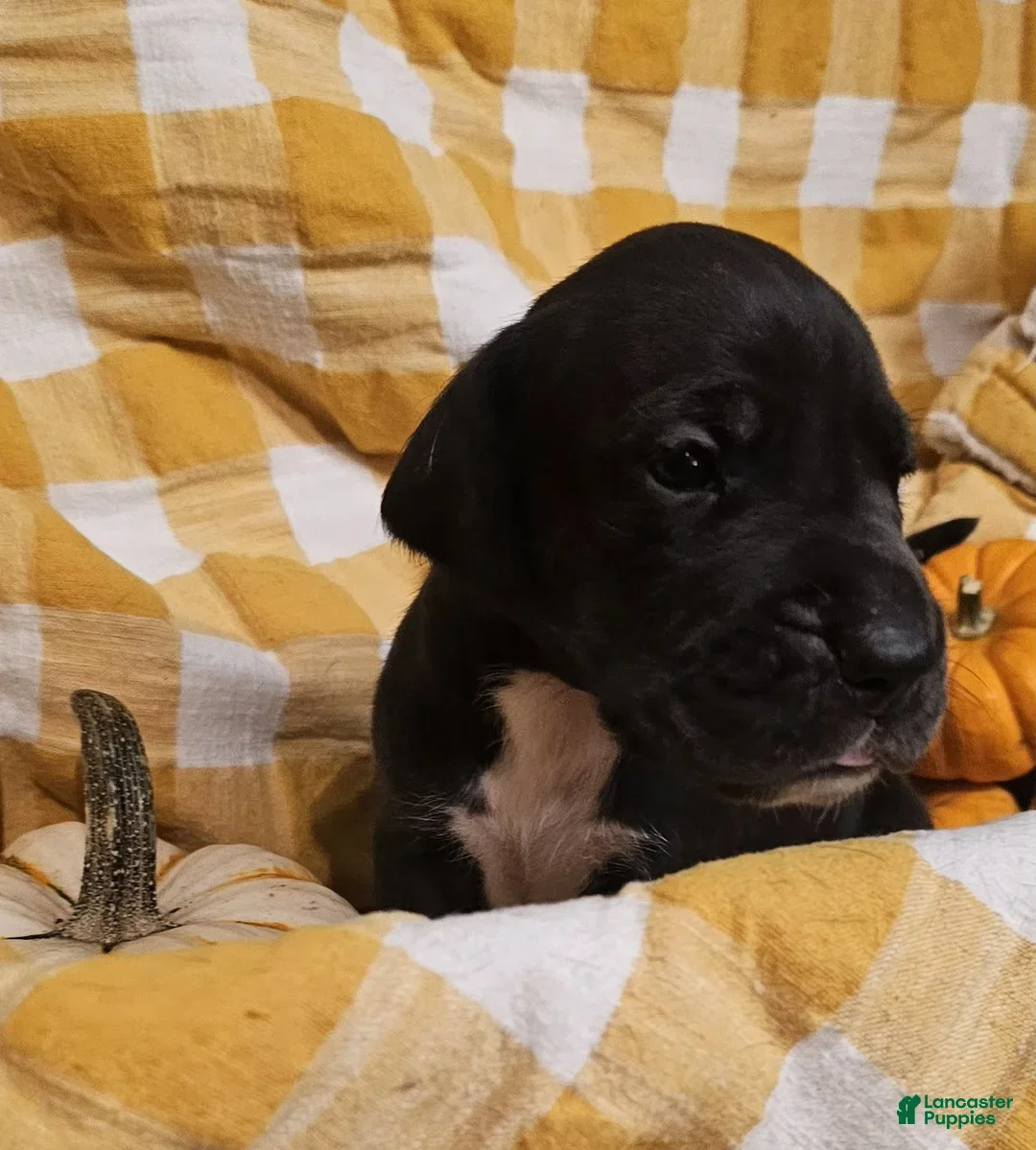 Great Dane dogs for sale: Espresso - Ad 4