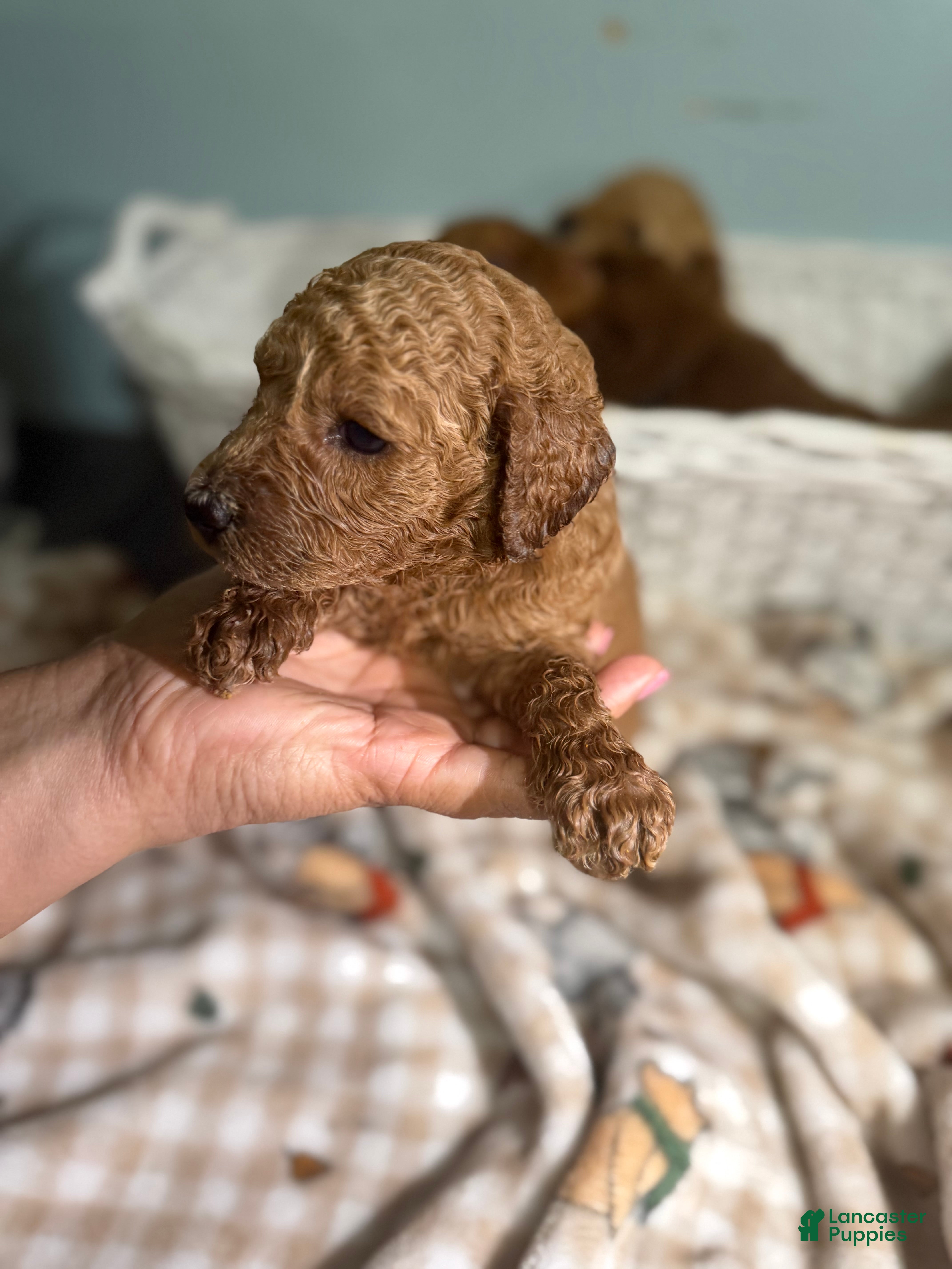 Goldendoodle dogs Goldendoodle 5 - Ad 30