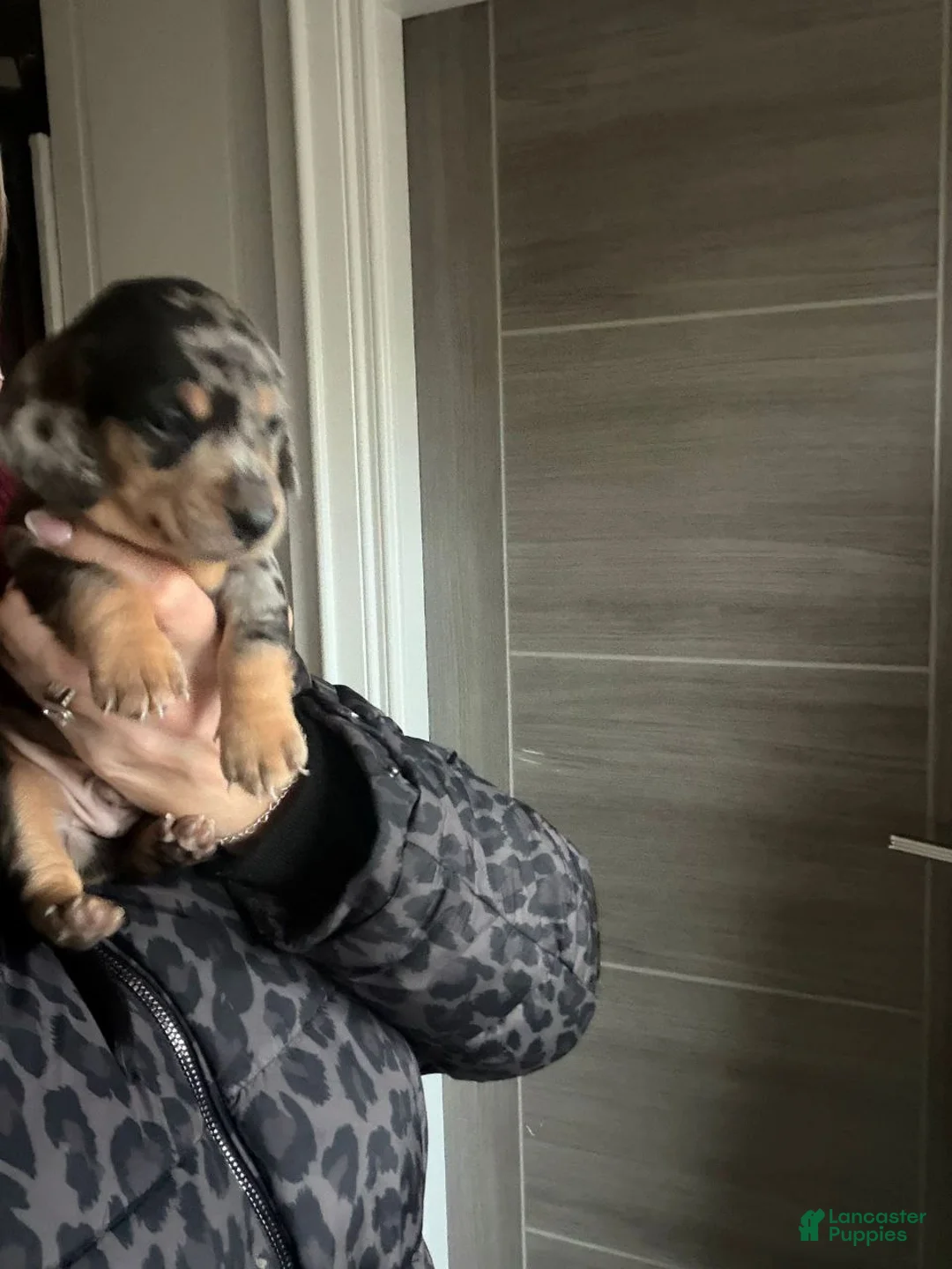 Miniature Dachshund dogs for sale: Miniature Dachshund Puppy 2 - Ad 1