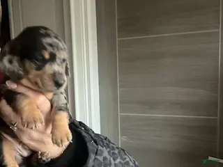 Miniature Dachshund dogs Miniature Dachshund Puppy 2 - Ad 13