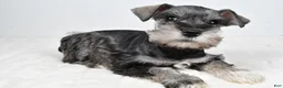 Miniature Schnauzer dogs for sale: Laci - Ad 1
