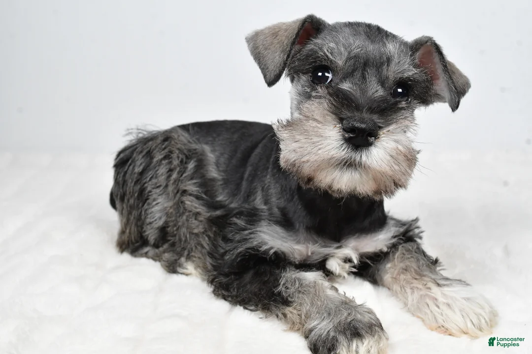 Miniature Schnauzer dogs for sale: Laci - Ad 1