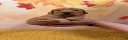 Golden Retriever dogs for sale: Hazel - Ad 4