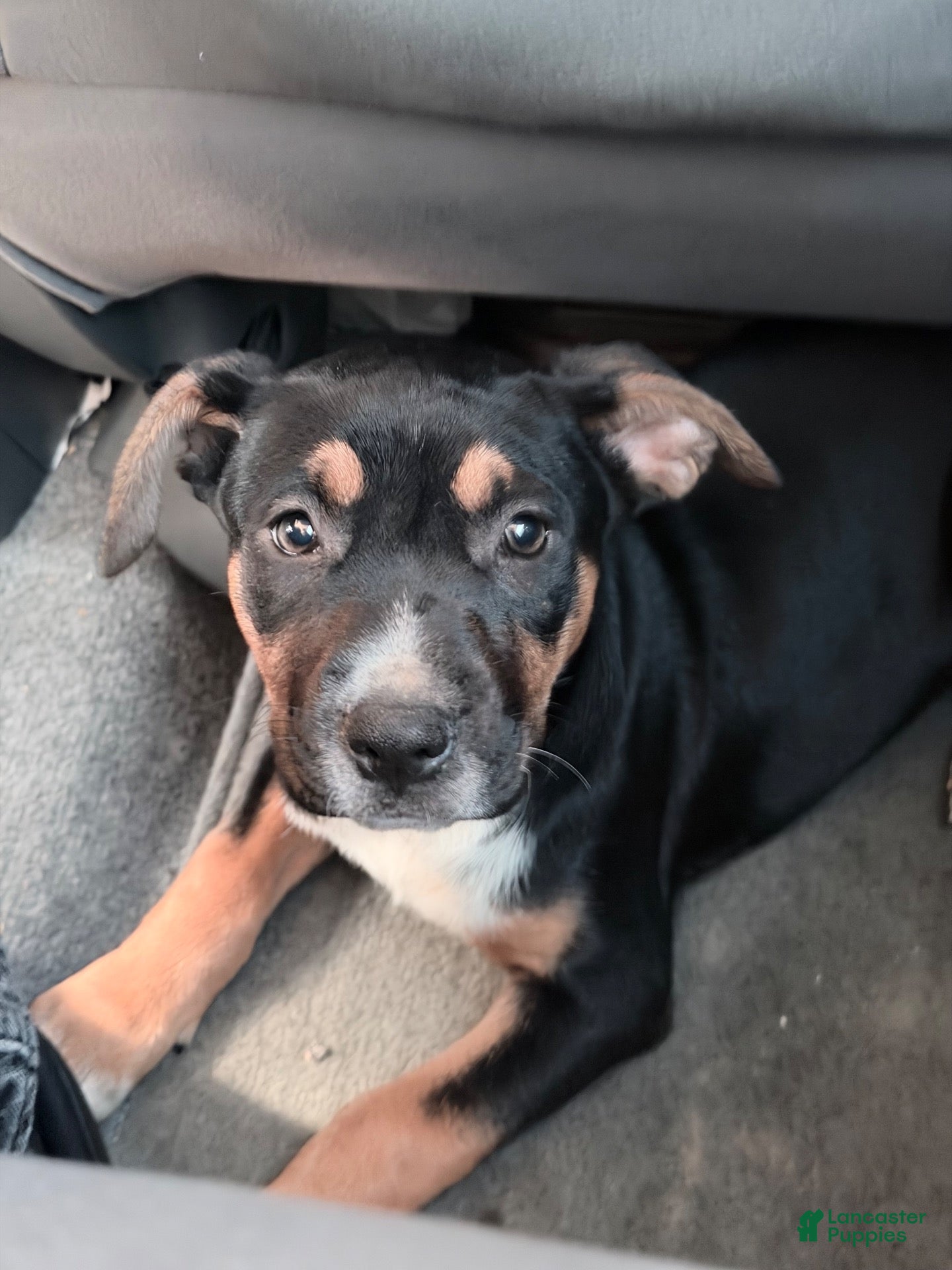 American Staffordshire Terrier (American Staffordshire Terrier, Female) in Melrose Park, IL