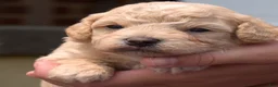Bichpoo dogs for sale: Coach - Ad 5