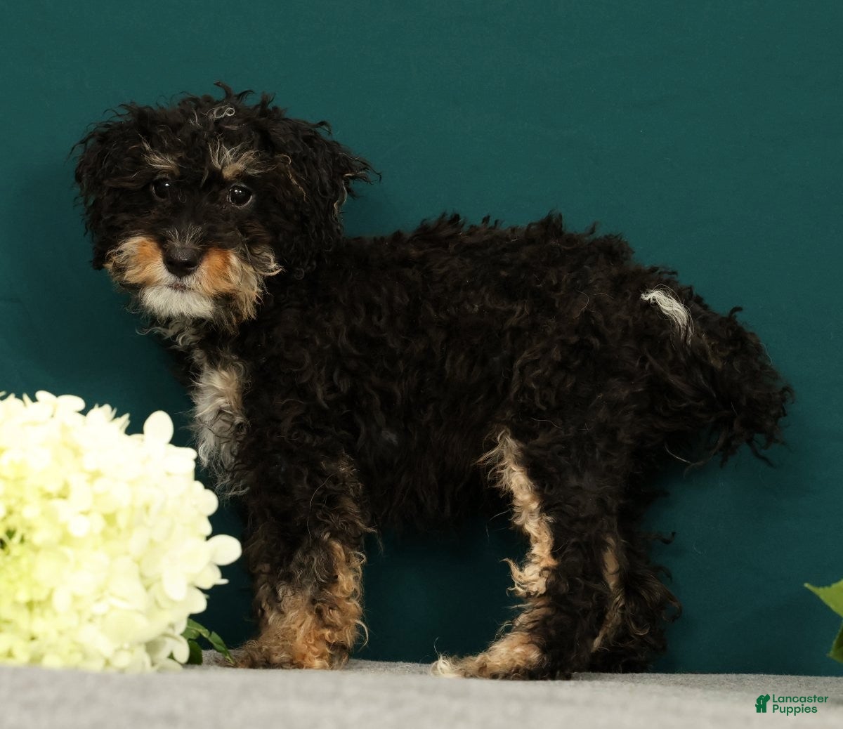 Mini Bernedoodle dogs Phantom - Ad 2