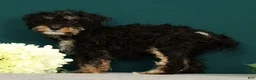 Mini Bernedoodle dogs for sale: Phantom - Ad 2