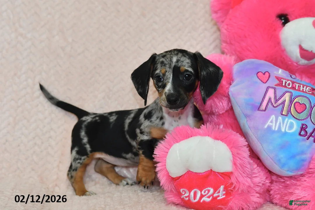 Miniature Dachshund dogs for sale: Indie - Ad 2