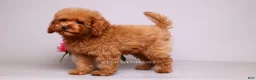 Toy Poodle dogs for sale: Francisca teddy bear dream  - Ad 4