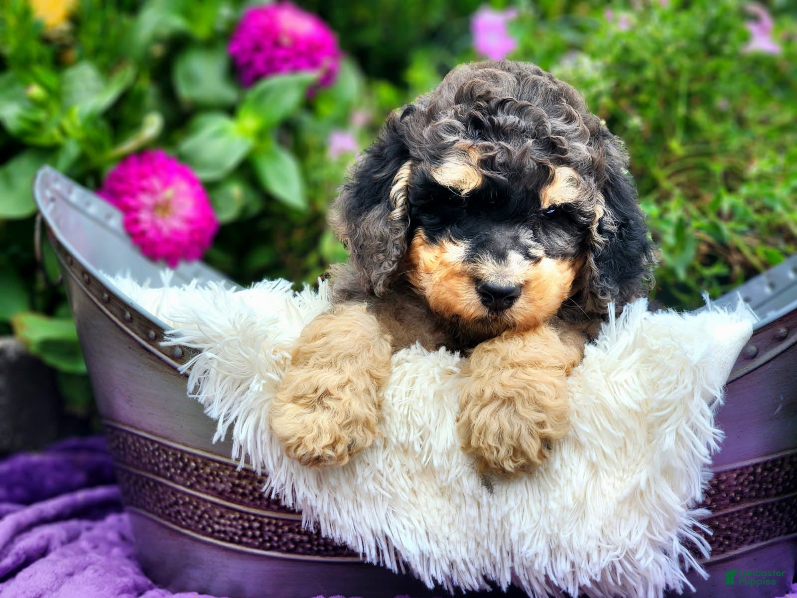 Standard Poodle dogs Stone - Ad 2