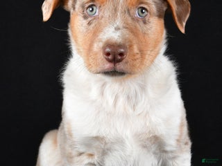 Mixed Breed dogs - Ad 13