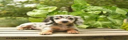 Miniature Dachshund dogs for sale: Muffin  - Ad 3
