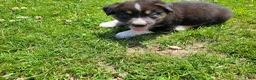 Mixed Breed dogs for sale: Ram  - Ad 3