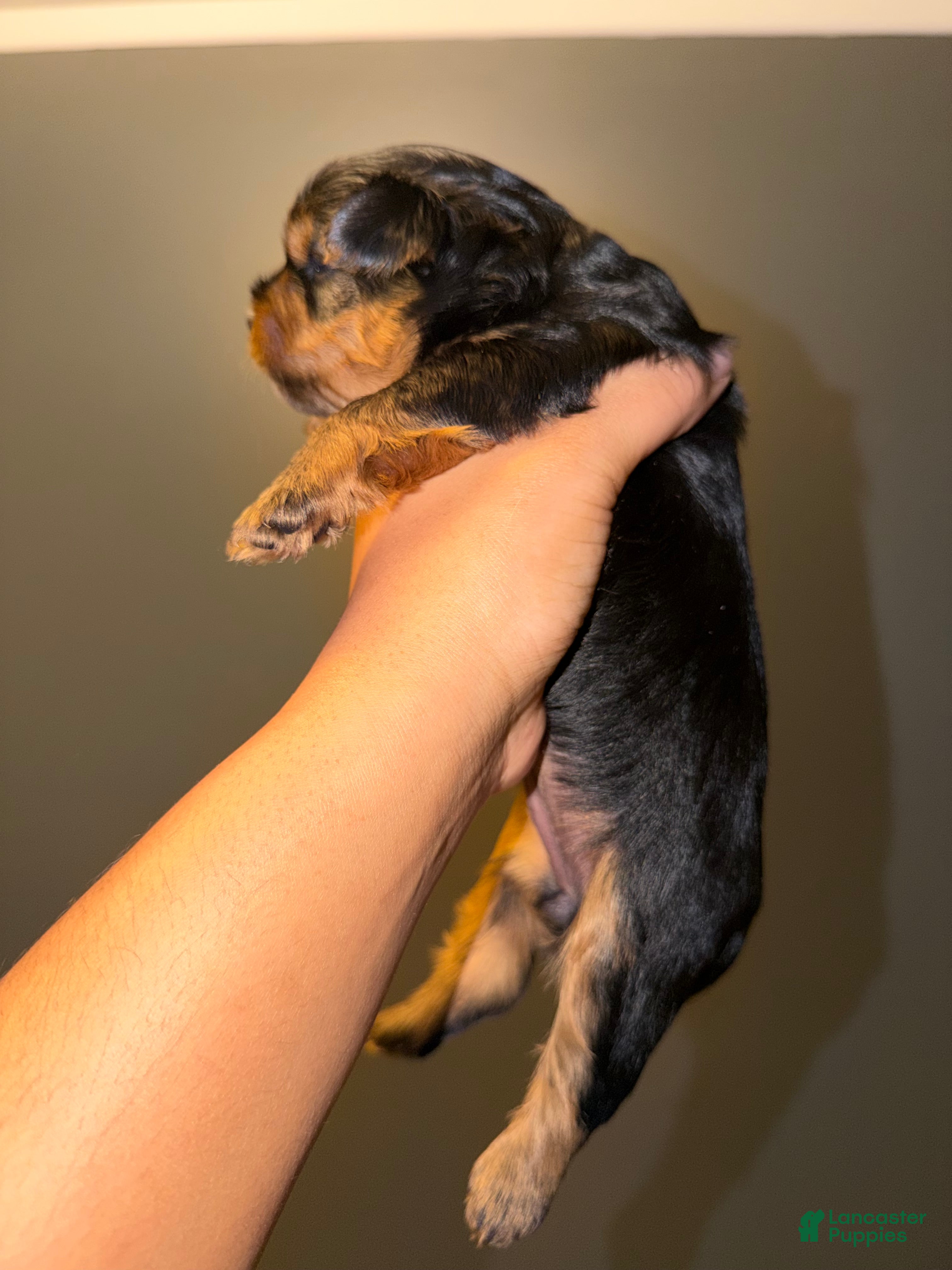 Yorkshire Terrier dogs Yorkshire Terrier Puppy 1 - Ad 2