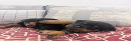 Rottweiler dogs for sale: Blue collar boy - Ad 1