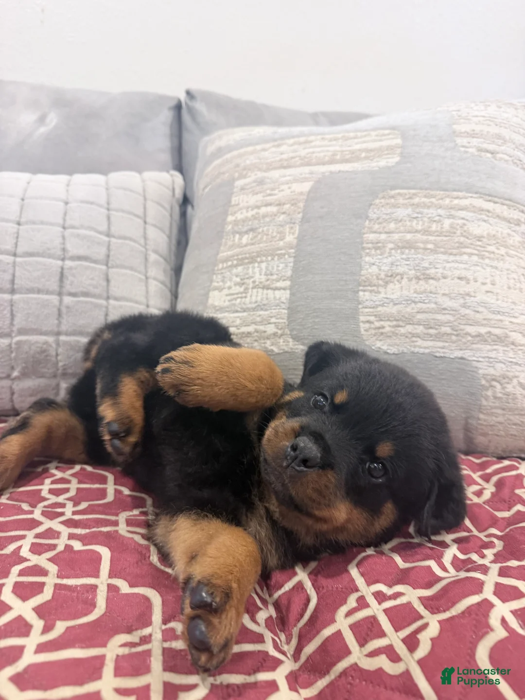 Rottweiler dogs for sale: Blue collar boy - Ad 1