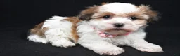 Havanese dogs for sale: Lori - Ad 1