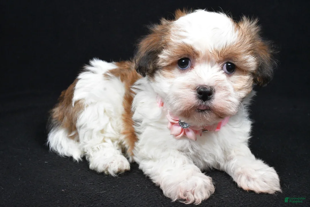 Havanese dogs for sale: Lori - Ad 1