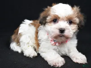Havanese dogs Lori - Ad 21