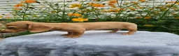 Miniature Dachshund dogs for sale: Roxy - Ad 3