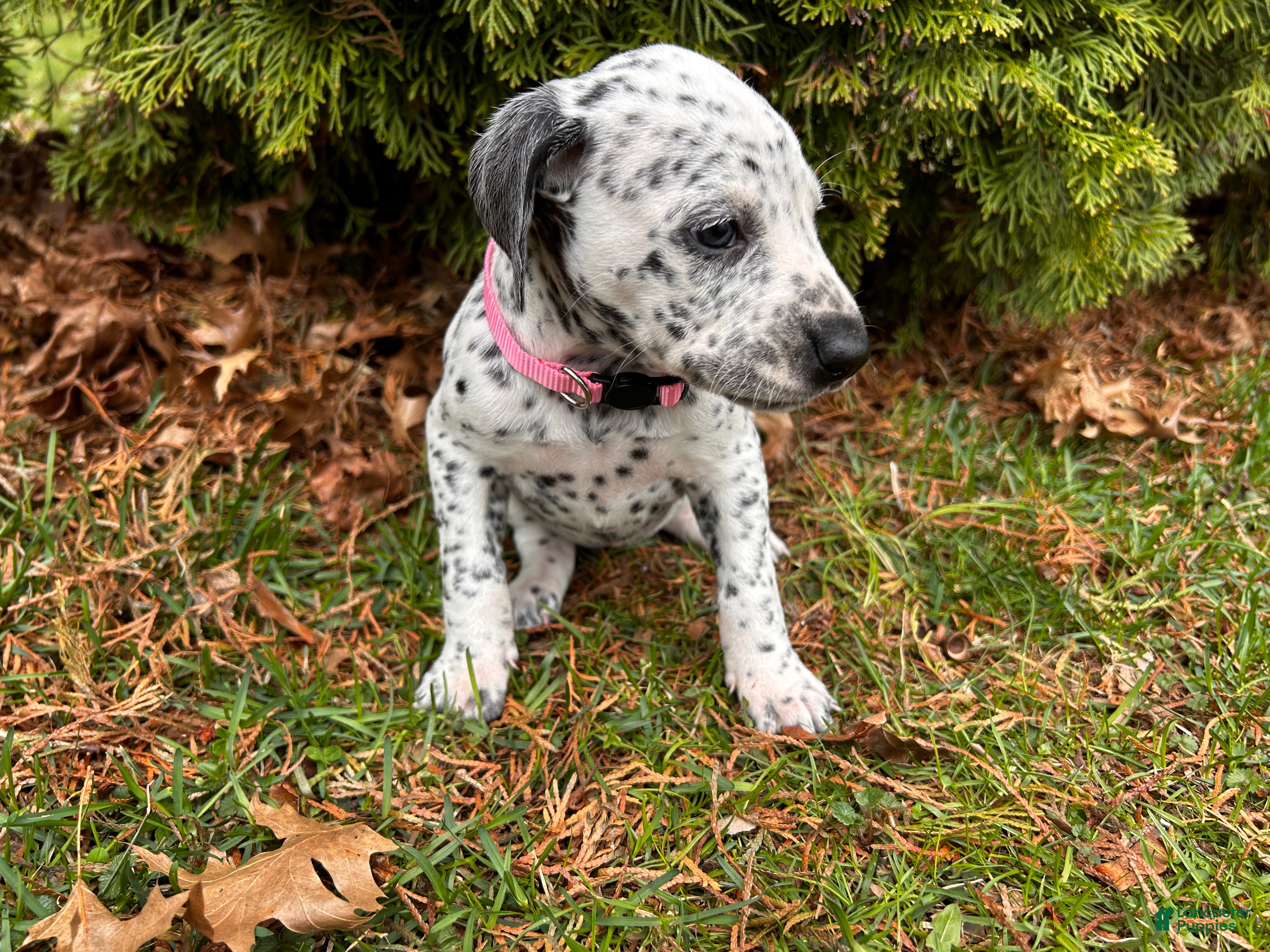 Mixed Breed dogs 🐊Croc Dalmatian/GSP - Ad 2