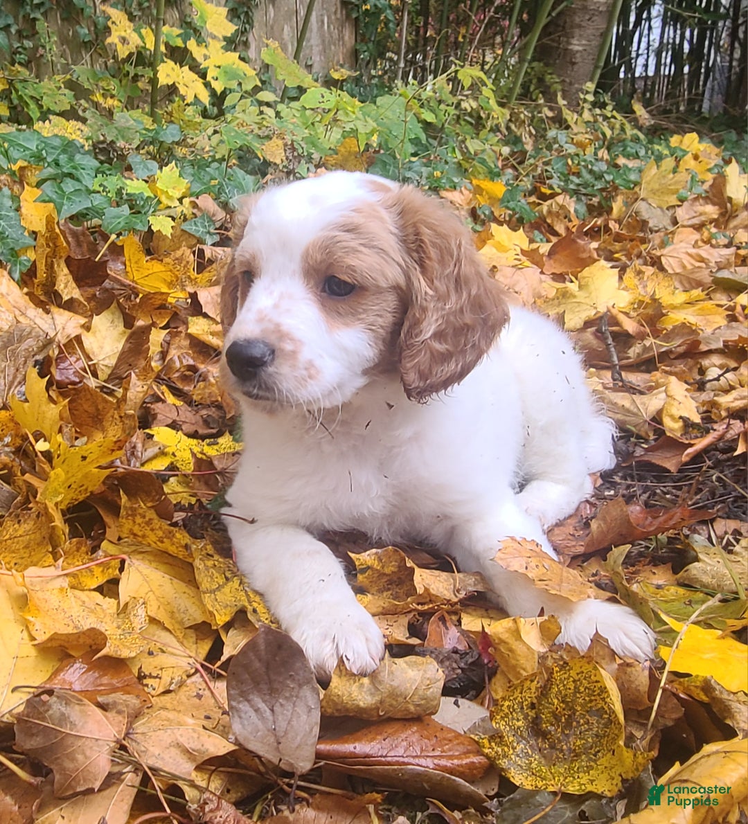 Mini Goldendoodle dogs for sale: Jet - Ad 4