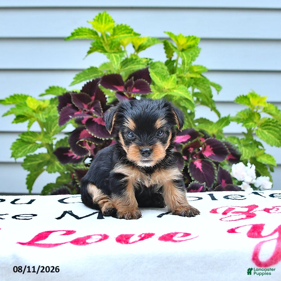 Yorkshire Terrier dogs Charlie - Ad 1