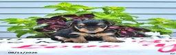 Yorkshire Terrier dogs for sale: Charlie - Ad 1