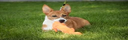 Welsh Corgi Pembroke dogs for sale: Rover Corgi Puppy  - Ad 5