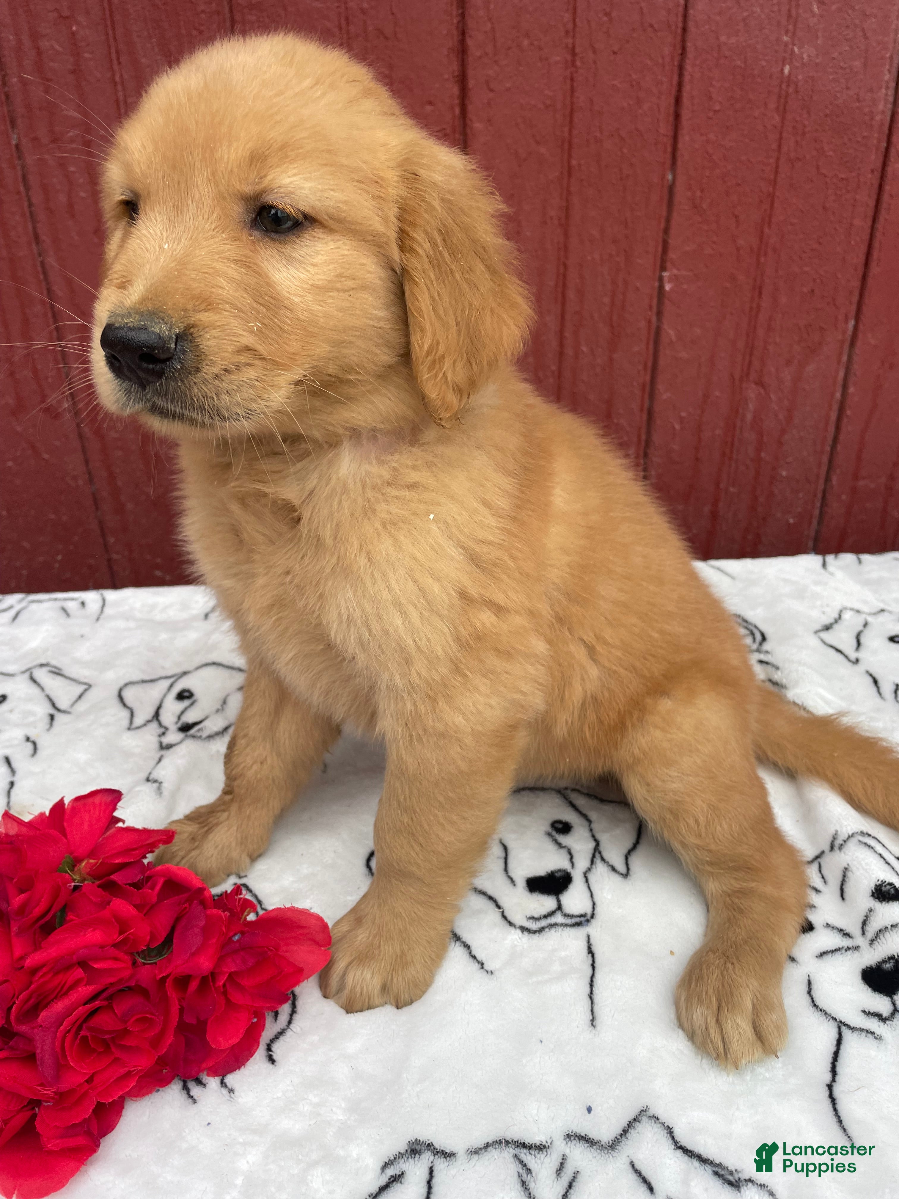 Golden Retriever dogs Buddy - Ad 2