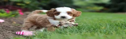 Cavapoo dogs for sale: Hunter - Ad 3