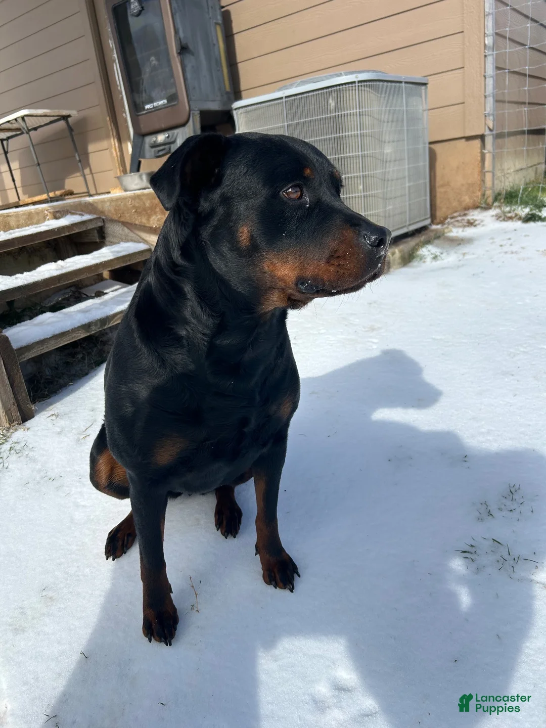 Rottweiler dogs for sale: Rottweiler 6 purple collar - Ad 2