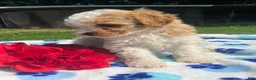 Mixed Breed dogs for sale: Earl - Ad 3